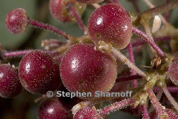 arctostaphylos fruit graphic